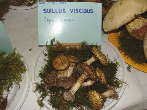 L'exposition mycologique à Châtillon sur Seine