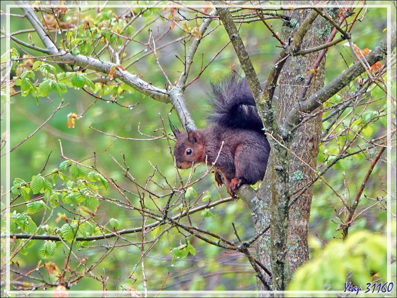 Écureuil d'Eurasie, Écureuil roux (Sciurus vulgaris) - Lartigau - Milhas - 31