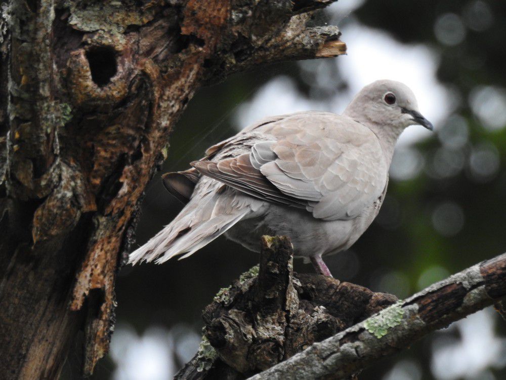 Les oiseaux de mon jardin : les tourterelles...