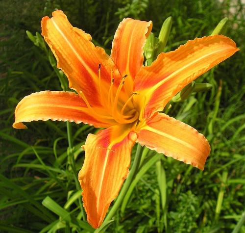 Fleurs cultivées :
