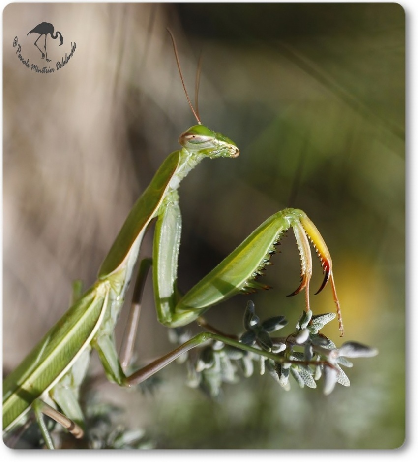 Mantis religiosa - Mante religieuse - forme verte