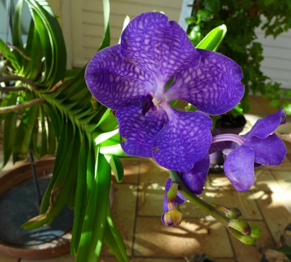 vanda2014 10 06