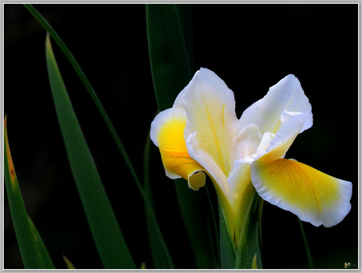 ENCORE & TOUJOURS 