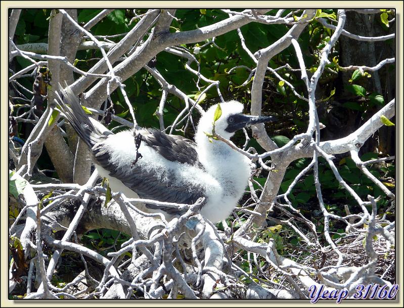 Jeune fou à pieds bleus - Atoll de Fakarava - Tuamotu - Polynésie française