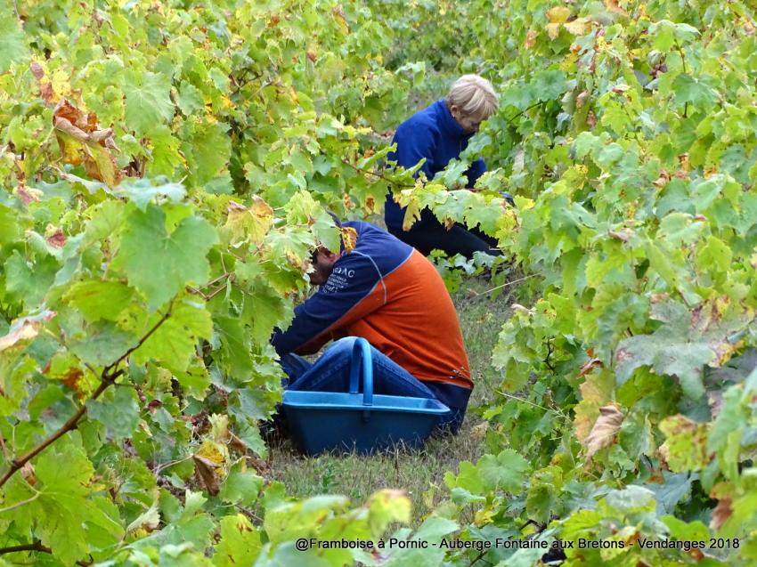 Pornic, Vendanges à l'Auberge de la Fontaine aux Bretons -  2018