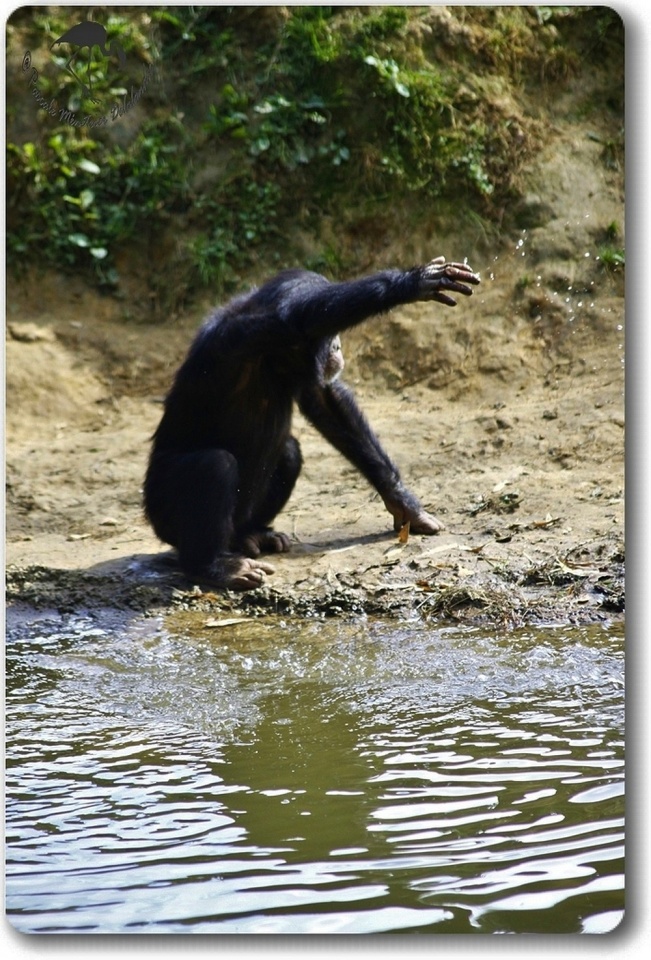 Jeu d'eau d'un jeune Chimpanzé...