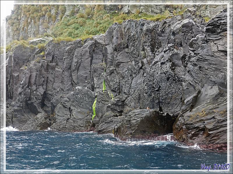 Sur les rochers, les otaries nous surveillent, en particulier les mâles (pelage roux) - Raised Beach - Gough Island - Tristan da Cunha