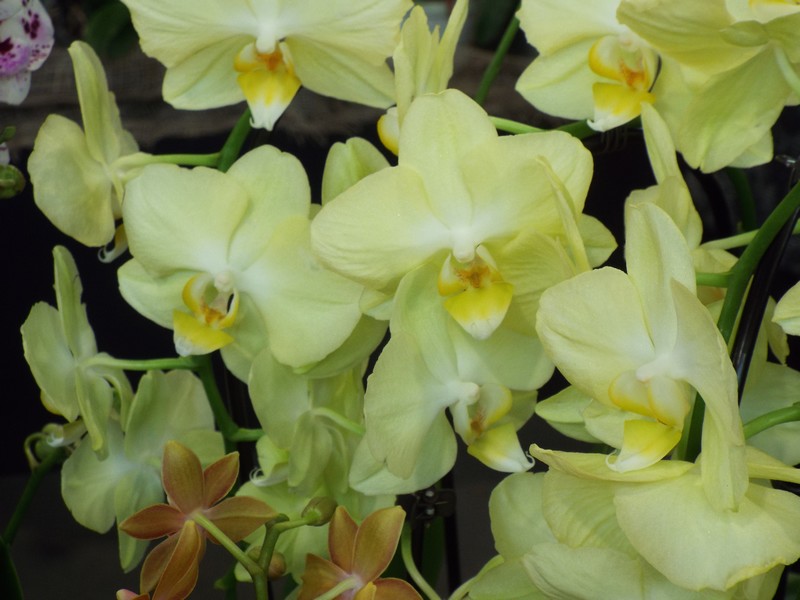 Orchidées 