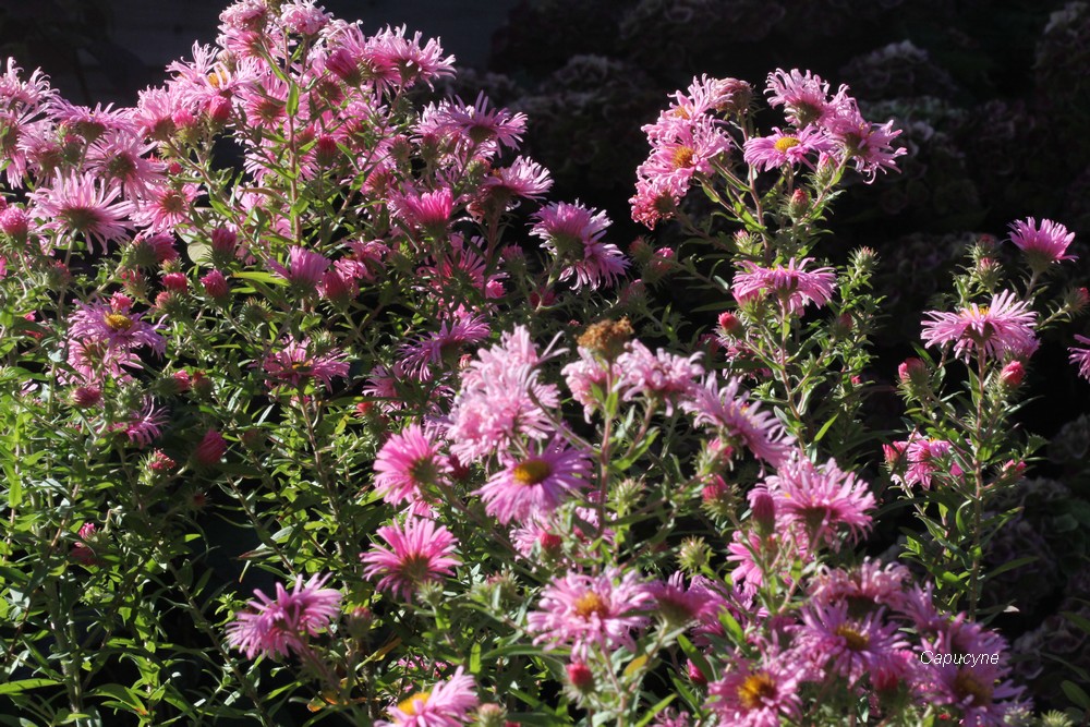 Feu d'artifice d'automne : Balsamines et Asters
