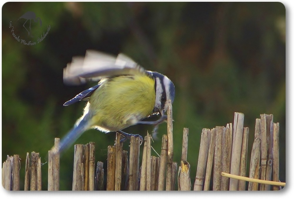Mésange bleue inspectant les lieux...