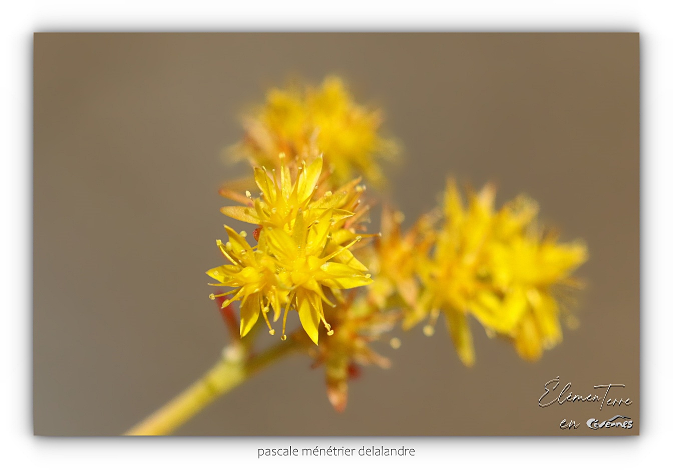 Orpin jaune - Sedum Weihenstephaner Gold 