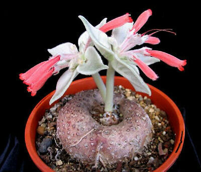 Fleurs cultivées :  Sinningia leucotricha 