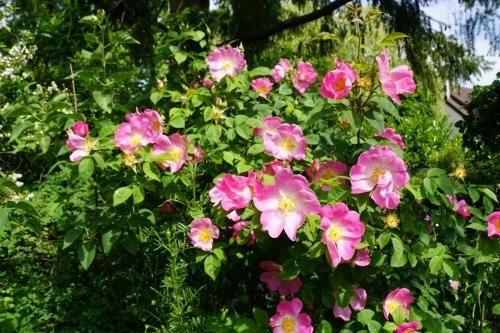 Des roses pour des saints