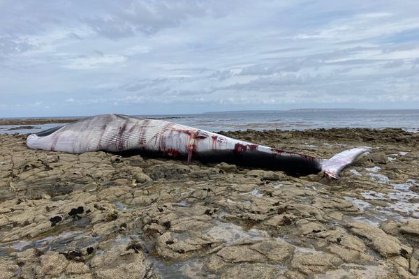Un rorqual de 20 tonnes échoué sur l'île de Sein le 03 09 2022 (Image Web)