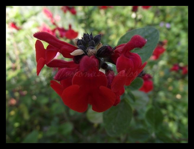 Tranches de vie d'un Australian Shepherd