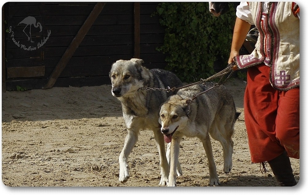 Des chevaux, des loups et des hommes...