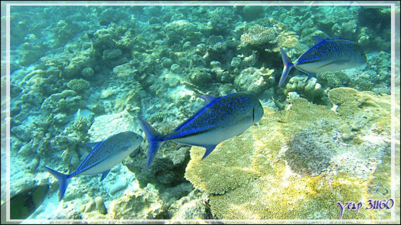Queue leu leu pour les Carangues bleues, Bluefin trevally (Caranx melampygus) - Snorkeling à Thudufushi - Atoll d'Ari - Maldives