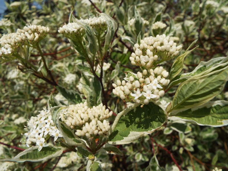 fleur blanches