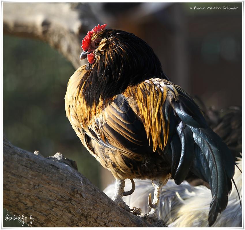 Fierté du Coq
