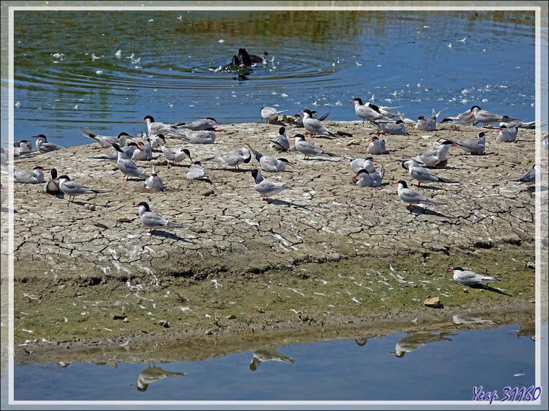 L'îlot aux Sternes pierregarins ou Hirondelles de mer ou Estorlets (Sterna hirundo) - La Couarde-sur-Mer - Île de Ré - 17