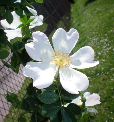 Image62