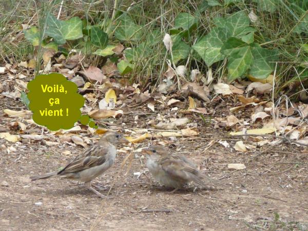 La becquée du moineau