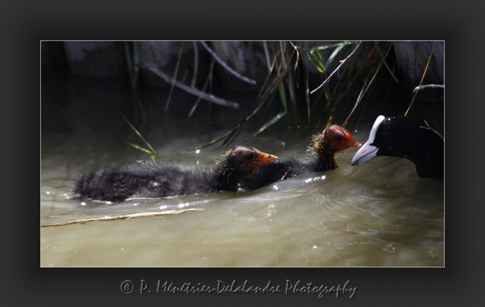 Foulques macroules en famille...