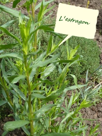 l'estragon ...