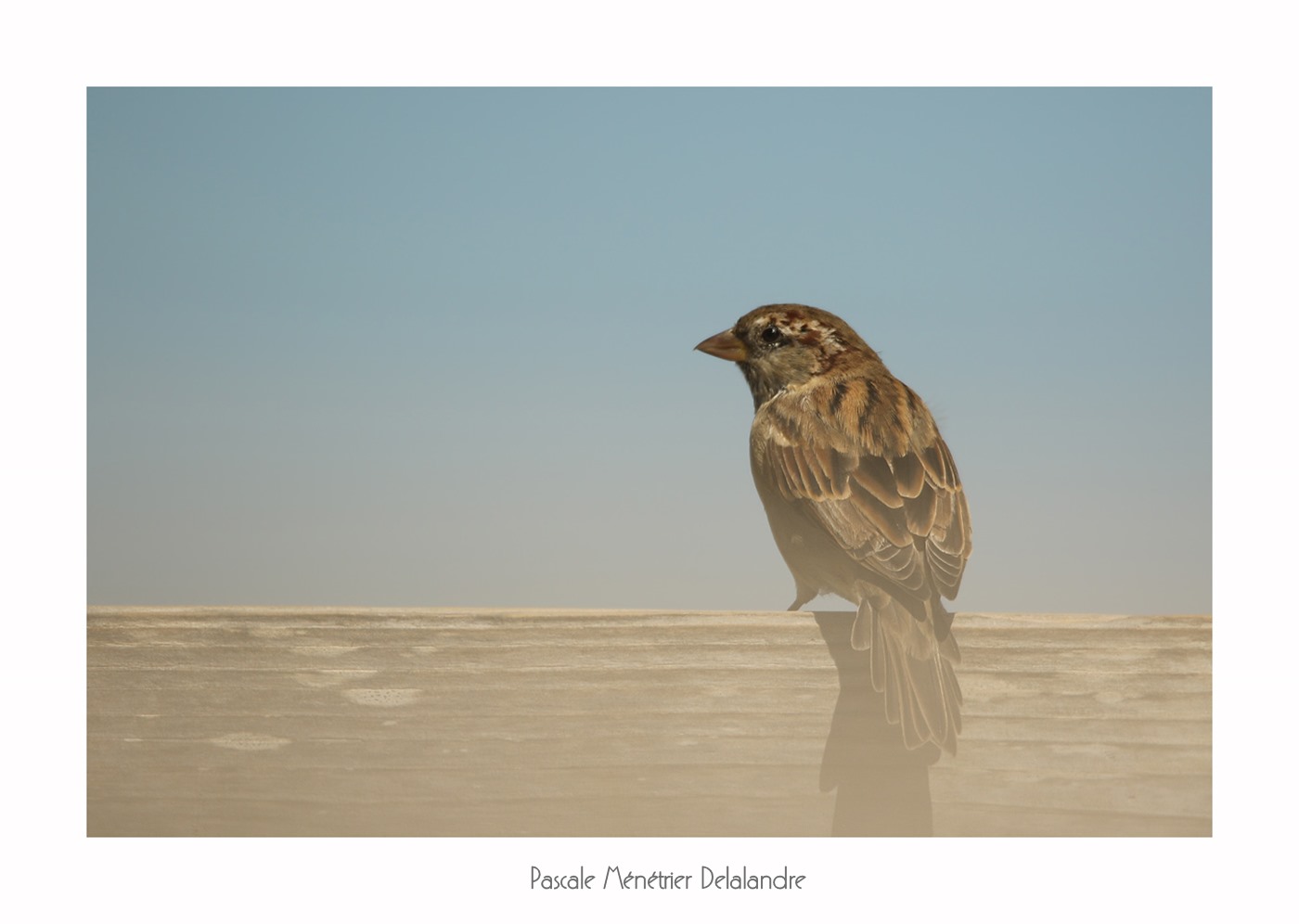 Moineau domestique ♂ juv.