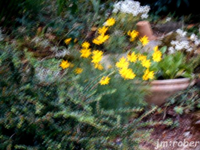 Le rendez-vous au jardin.....
