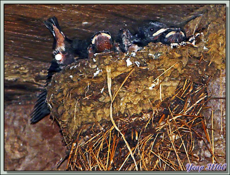 Et je dis "CROTTE" au photographe! - Laouech - Milhas - 31