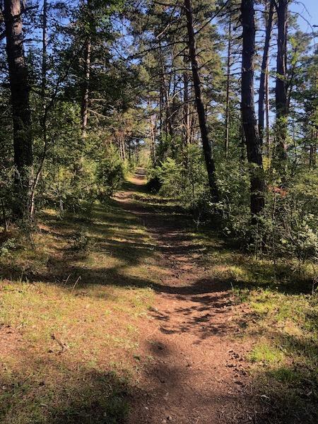 Bois Le Prêtre (Montclar)