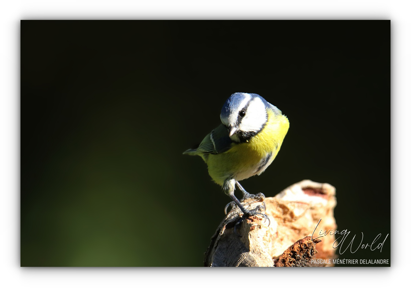 Mésange bleue