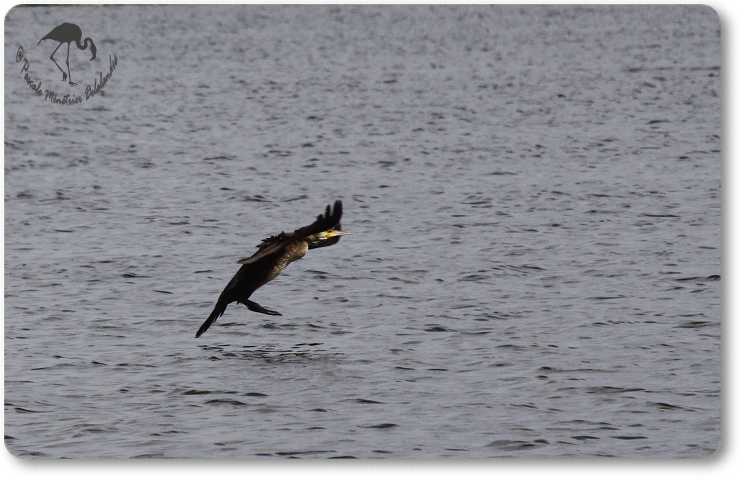 Retour des Grands Cormorans...