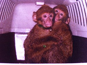 singes-bb-1.JPG