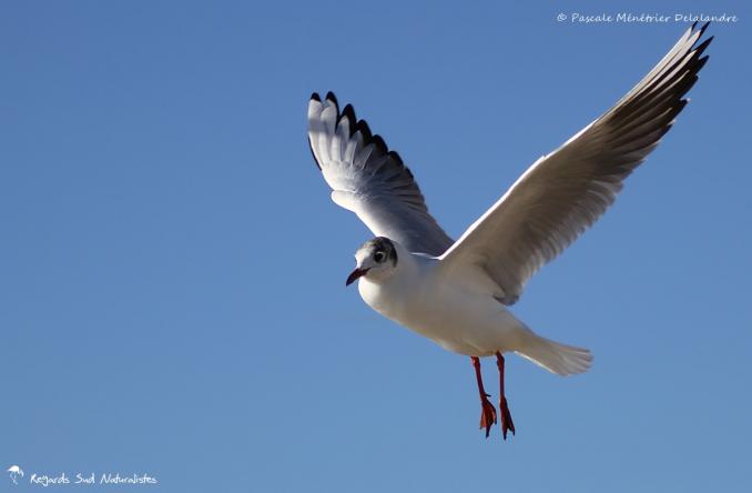 Mouette rieuse