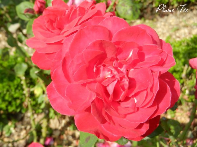 Image53.jpg