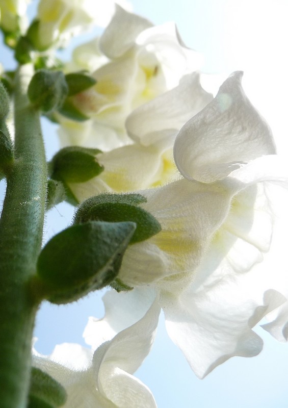 Bleu blanc rouge ... en Picardie