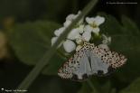 Arctiidae