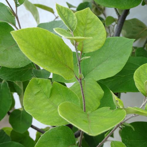 Arbre fruitier : Cognassier