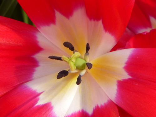 ANNE .L : Ses Fleurs