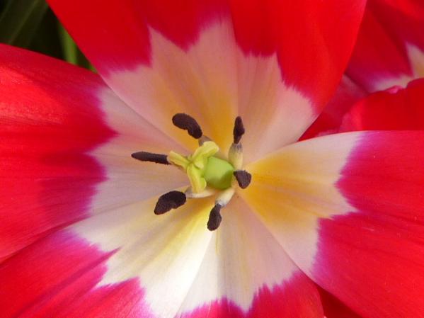 les Fleurs d'ANNE .L  