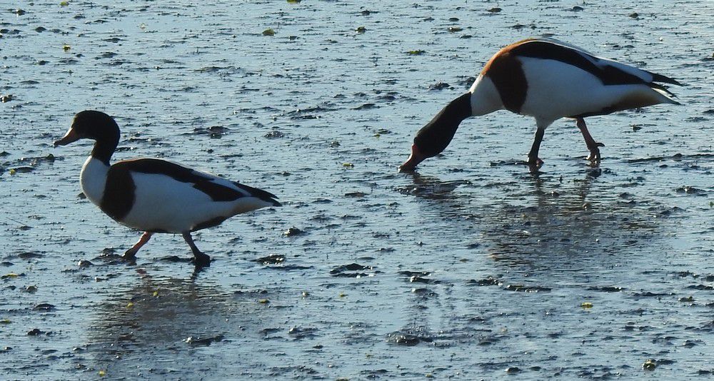 Tadornes de belon - décembre 2023...