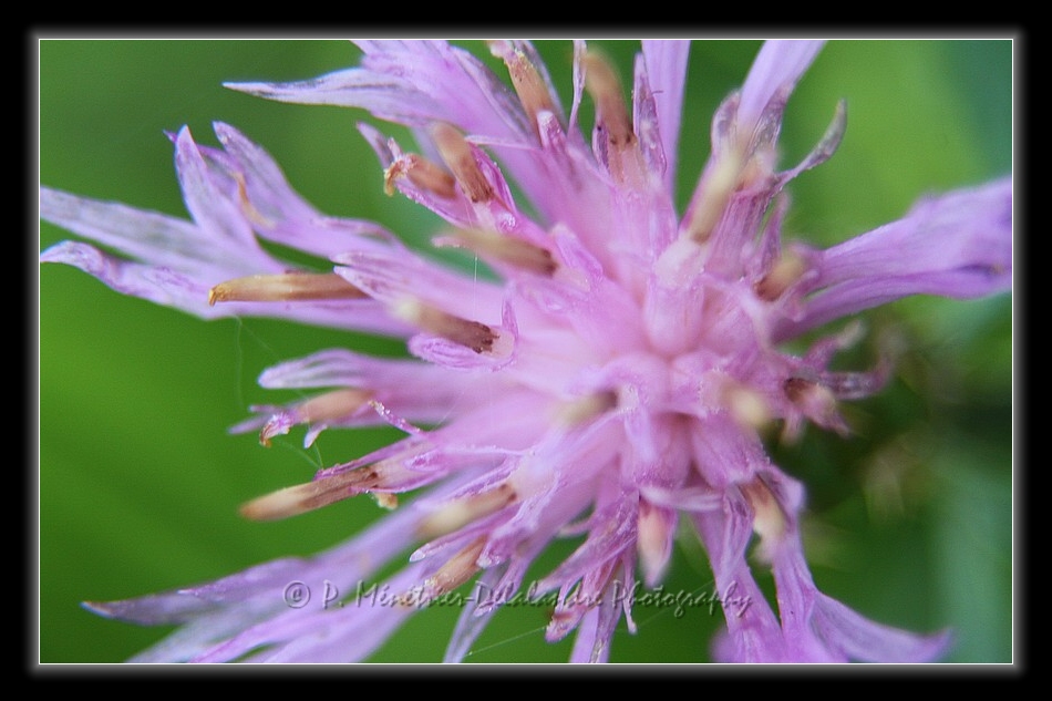 Fleurs d'automne...