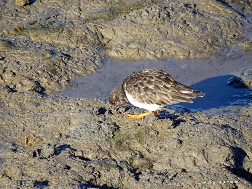 Oiseaux du littoral la Bernerie en retz 2022