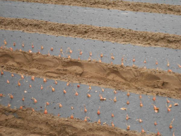 Courageux nos agriculteurs !