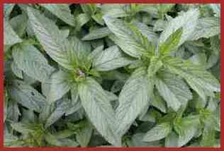 Plantes Energies.