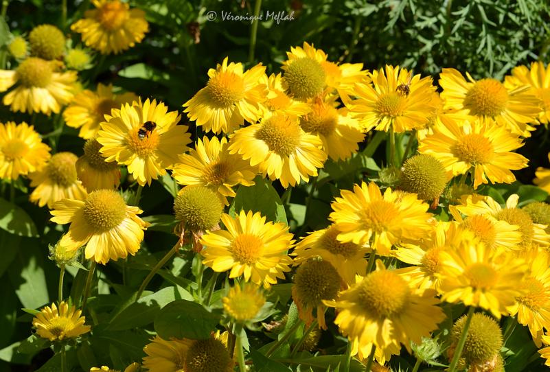  Jardin des Plantes : Petites fleurs du weekend 