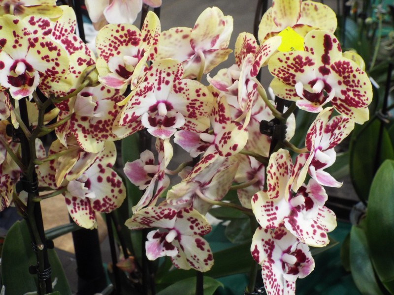 Orchidées 