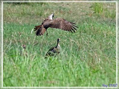 L'attaque d'un Busard grenouillard (Circus ranivorus) sur un autre oiseau (cormoran ?) - Safari nautique - Parc National de Chobe - Botswana